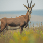Rüyada Antilop Görmek