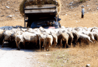 rüyada köpek yavrusu görmek diyanet