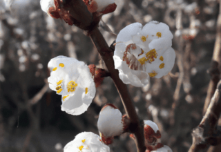 rüyada eve hırsızın girdiğini görmek nedir