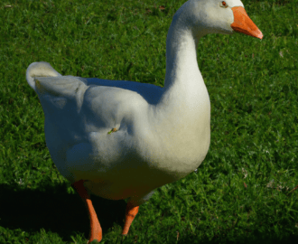 rüyada cardon görmek