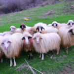Rüyada Çoban Görmek