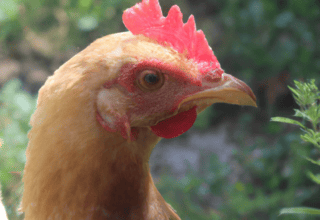 rüyada erkeğin menisinin aktığını görmek