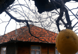 rüyada buğday tarlasının yandığını görmek