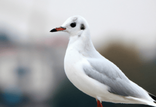 rüyada başkasının hayvan kestiğini görmek