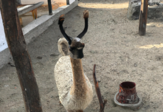 rüyada arkadaşının delirdiğini görmek