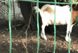 Rüyada Hayvan uzuvları gormek Görmek