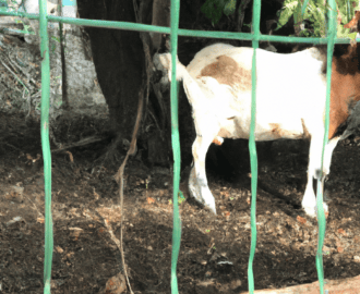 rüyada ceviz ağacı görmek net