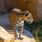 Rüyada Jaguar Öldürmek Görmek