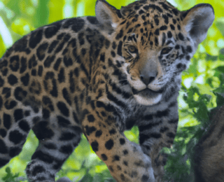 Rüyada Jaguar Yavrusu Görmek