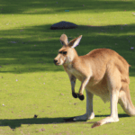 Rüyada kanguru görmek
