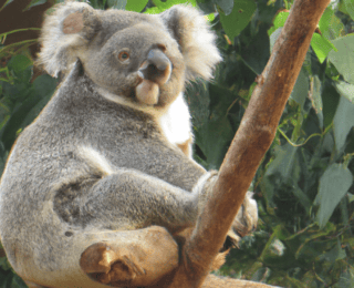 Rüyada Koala Görmek