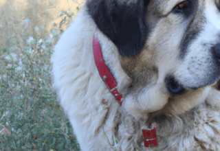 Rüyada Köpek Havlaması