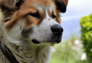 Rüyada Köpek Sevmek