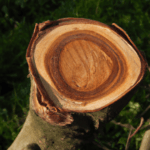 Rüyada Öd ağaci: Görmek