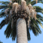 Rüyada Palmiye Ağacı Görmek