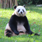 Rüyada Panda Görmek