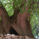 Rüyada Sandal ağacı Görmek