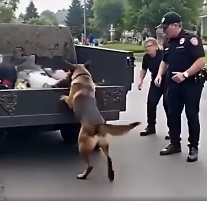 K9 Hero Saves the Day: How a Dog’s Instinct Helped Rescue a Newborn in Greenfield