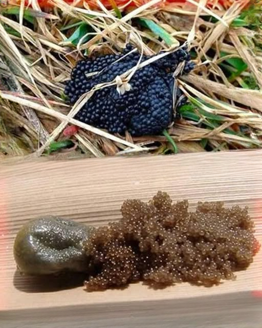 Urgent Warning: If You Discover These Eggs in Your Yard, Act Immediately — A Complete Guide to Recognizing and Controlling Tick Eggs