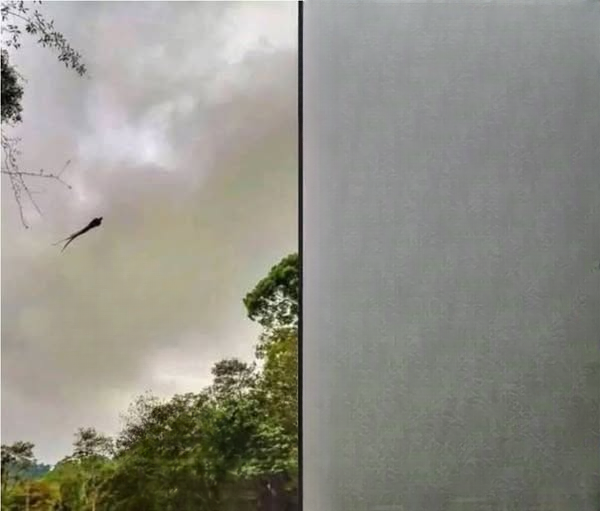 A Viral Photograph of a Mysterious Creature Stirs Social Media — But the Truth Behind It Is Even More Fascinating