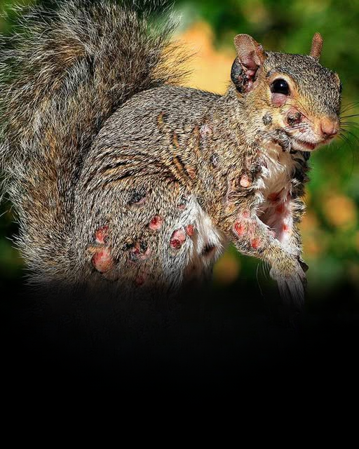 Creepy “Zombie Squirrels” With Unusual Appearance Spark Fear