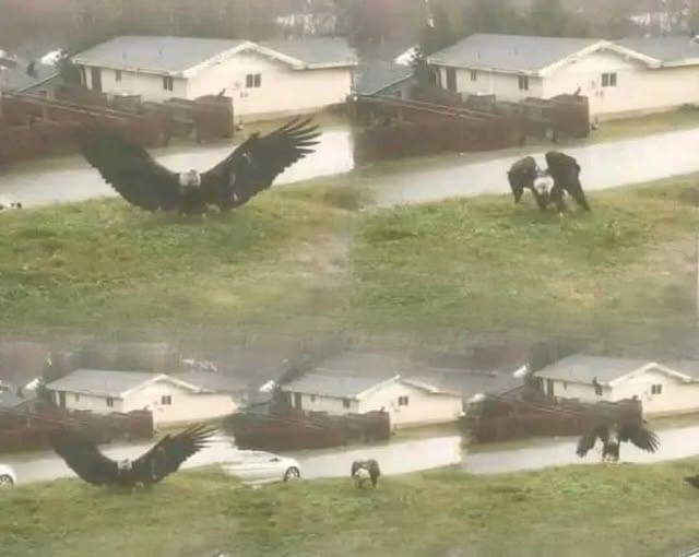 Spectacular Eagle Capture Reported in Bro