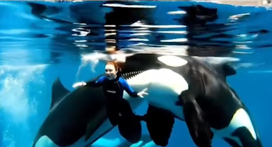 Two Orcas Drag Trainer Underwater as Audience Watches in Horror