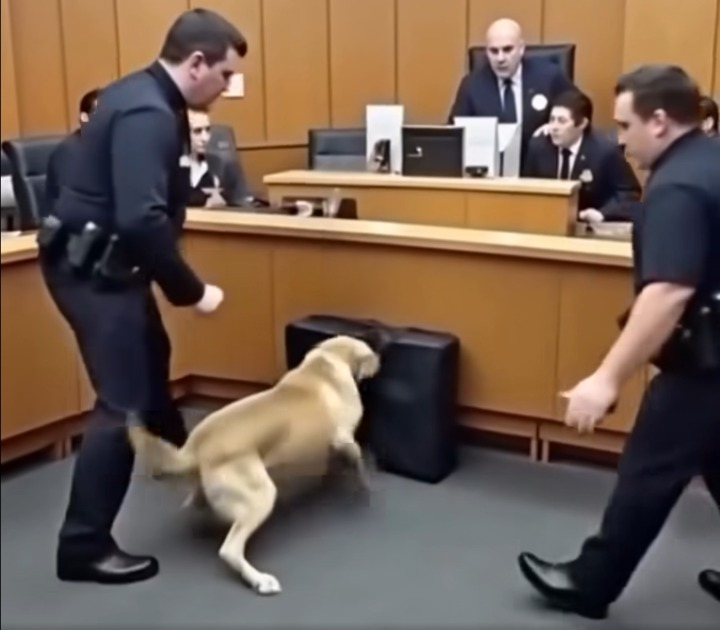 K9 Hero Drags Officer Into Courtroom — What He Sniffed Out Under the Bench Left the Judge in Shock!