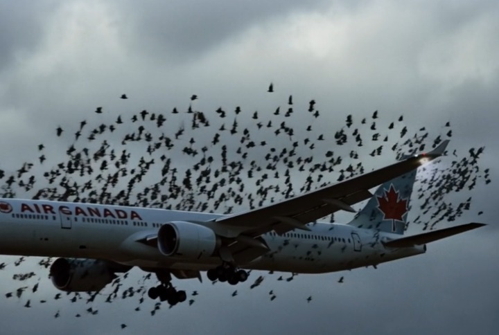 The pilot became emotional upon realizing why the birds kept following him