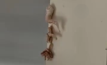 I Saw a Pink Mass on My Wall—What I Discovered Left Me Horrified