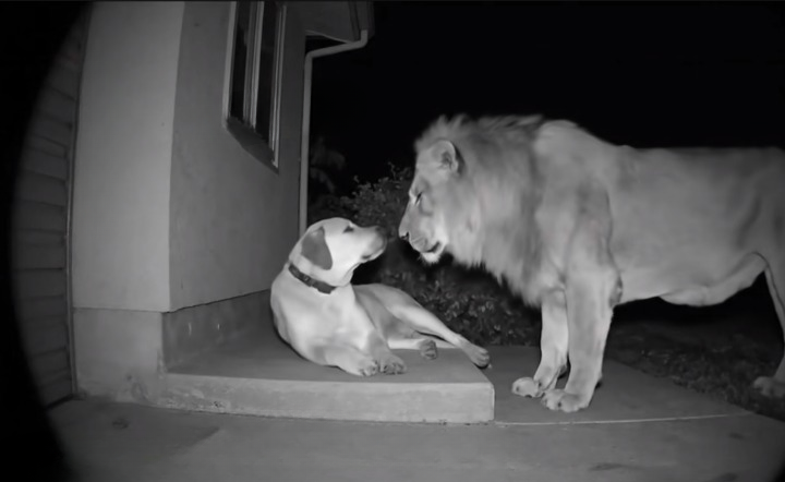 A Lion Entered Their Yard and Approached Their Dog — What Happened Next Shocked Everyone