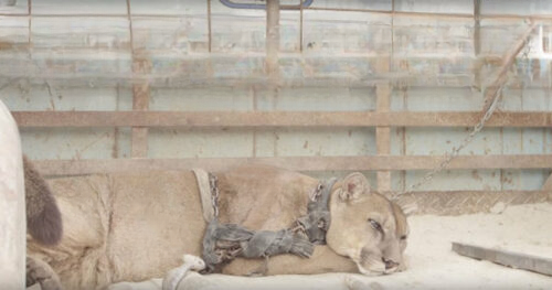 After a Lifetime in Chains, Mufasa the Lion Found Freedom — Until Fate Intervened