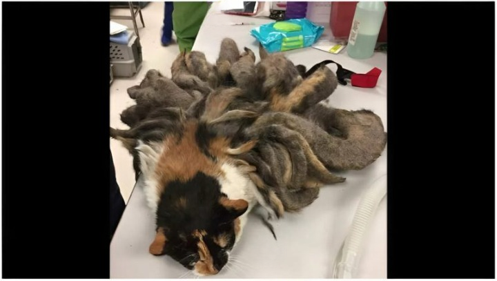 Police Rescue Animal in Worst Neglect Case Ever — What Happened Next Shattered Hearts