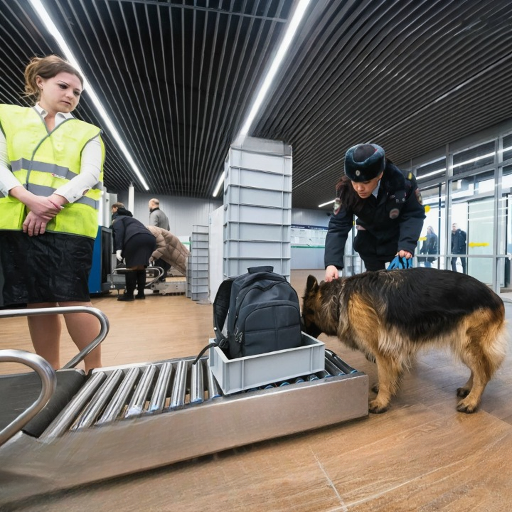 Canine Guardians of JFK Airport: How Trained Dogs Keep Travelers Safe