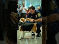 This Brave Dog Saved an Entire Airport: A Heartwarming Story of Courage and Loyalty