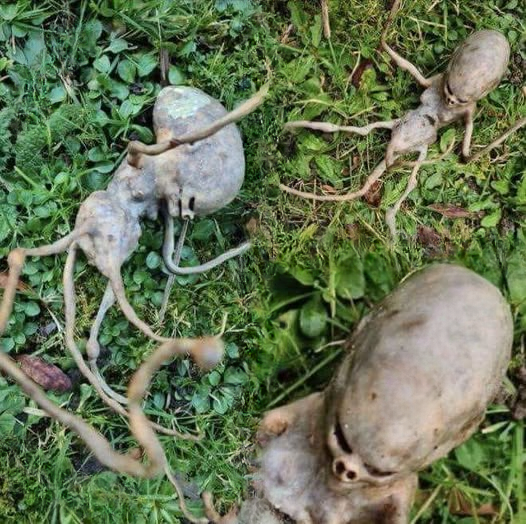 Mysterious ‘Alien-Like’ Object Discovered in Backyard Leaves Internet Users Baffled
