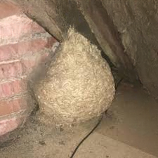 The Backyard Secret: How One Family’s Ordinary Day Turned into a 1950s Cold War Discovery