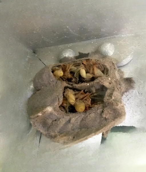 A Hidden World in My Garage: When Nature Thrives in the Shadows