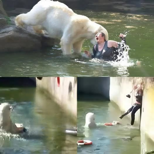 Incident at Berlin Zoo: Woman Enters Polar Bear Enclosure