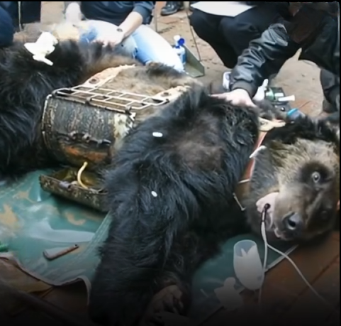 Caesar the Bear: An Inspiring Journey from Suffering to Freedom