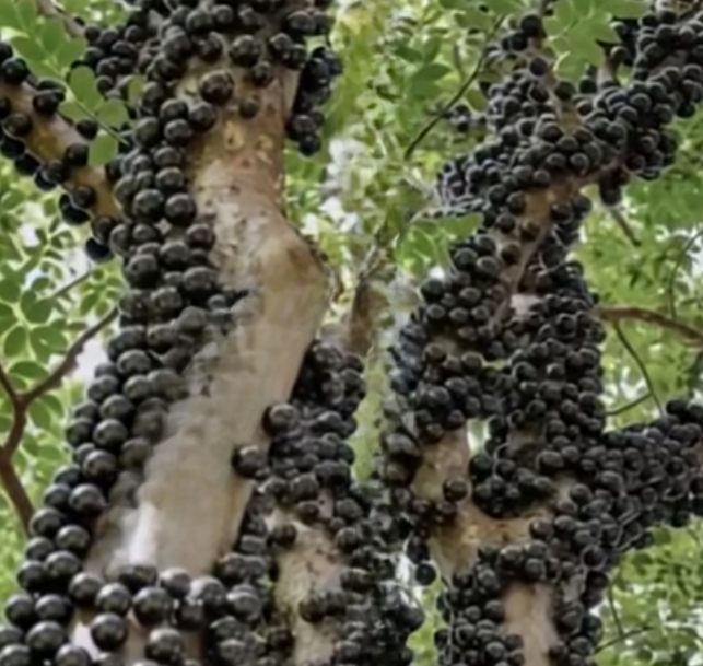 The Extraordinary Jabuticaba Tree: Nature’s Hidden Gem That Amazes Everyone