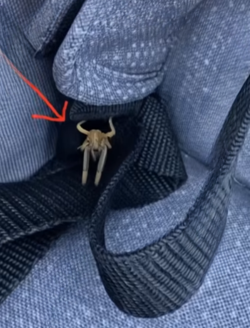 Creepy Crawlers in Your Car? The Truth About Solifugae and How to Keep Them Out