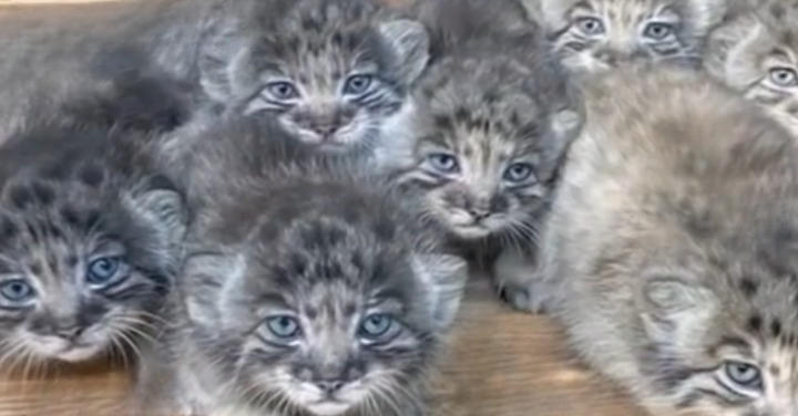 Farmer Discovers Abandoned Kittens That Turn Out to Be Worth a Fortune — But Chooses Love Over Money