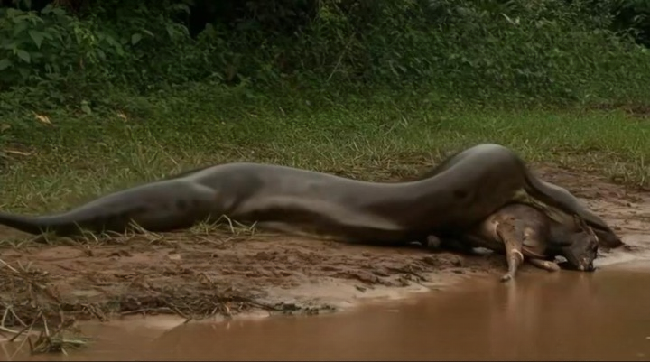 Snake Video Shocks the Internet: Did an Anaconda Really Swallow a Horse?