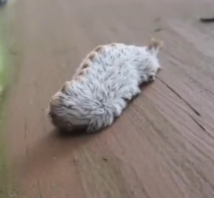 Mysterious Furry Creature Found on Park Bench Leaves Families Amazed and Cautious