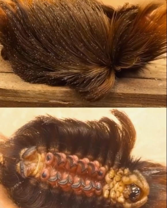 Don’t Be Fooled: This ‘Cute’ Fuzzy Insect in Your Yard Could Be Dangerous