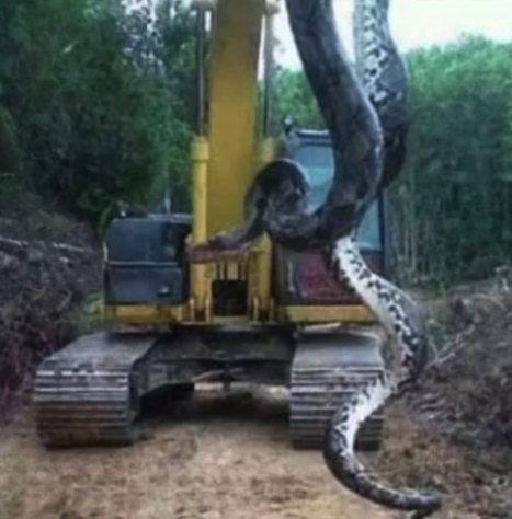 Giant Snake Stuns Hiker After Incredible Discovery Near a Creek in South Carolina