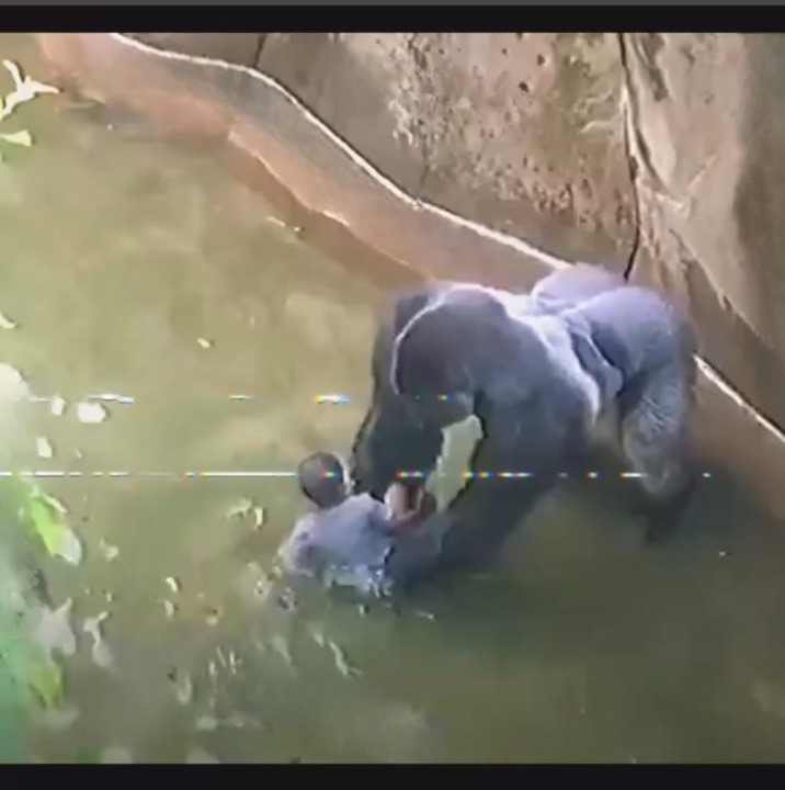 Understanding the Controversy: Harambe’s Final Moments at the Cincinnati Zoo