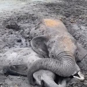 For two days, a mother elephant and her calf remained stuck in a deep mud pit, struggling to stay above the surface under the intense Kenyan sun